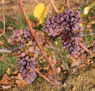 Pourriture nobre pour les Coteaux du Layon du Domaine de l'Eté