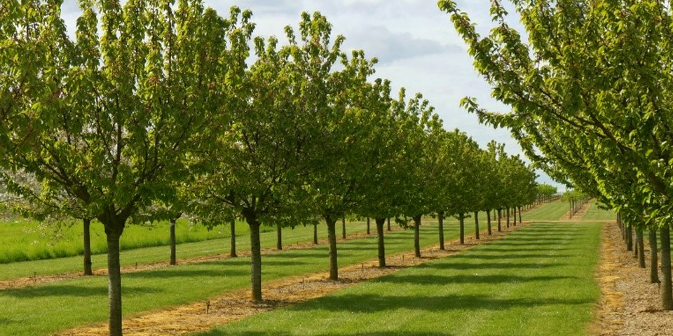 Cueillette des fruits du verger