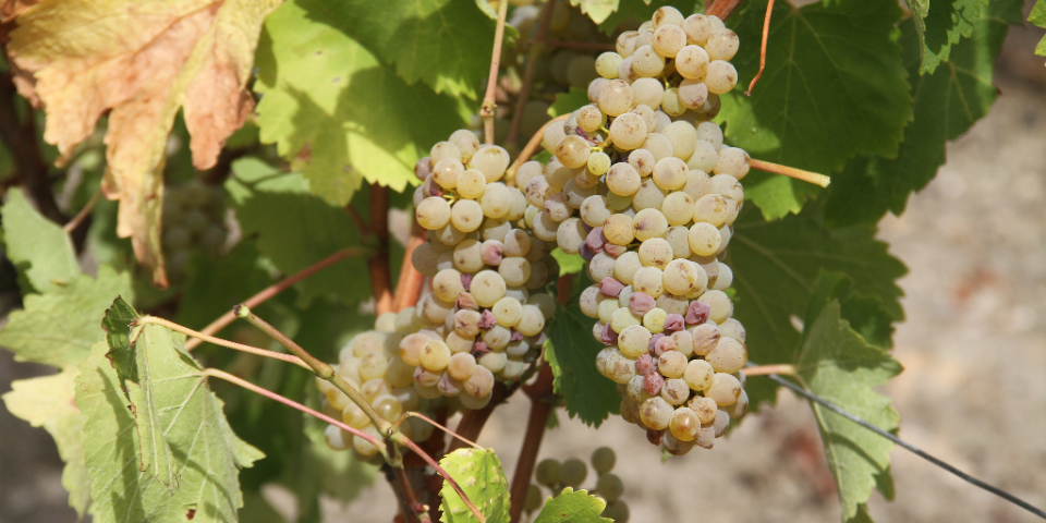 Château des Rochettes